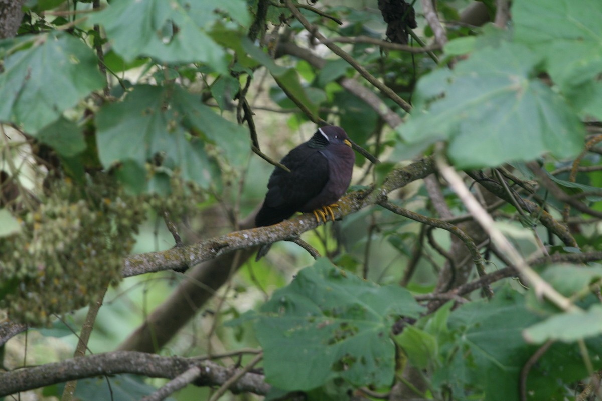 Band-tailed Pigeon - ML183125681