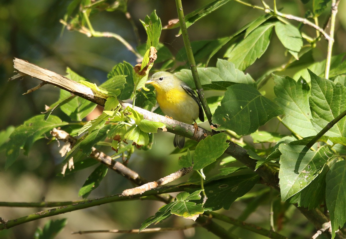 Kuzeyli Parula - ML183126461