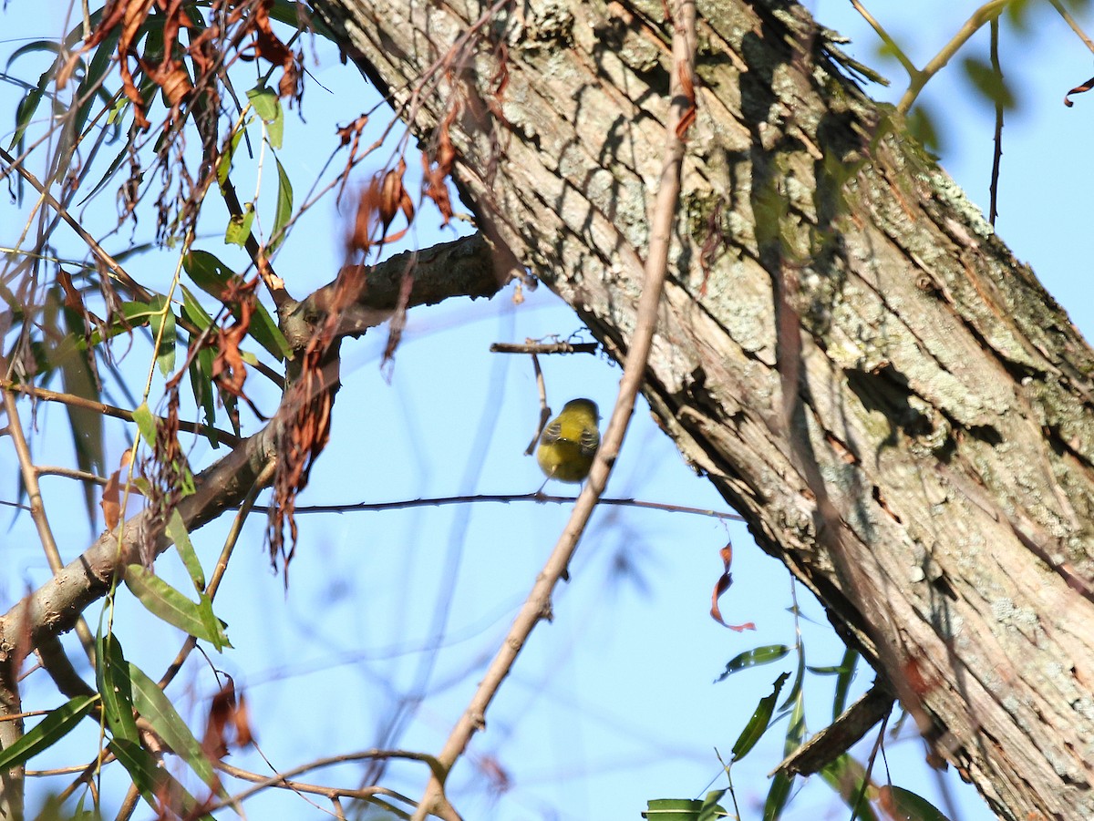 Yellow Warbler - Denise Bittle