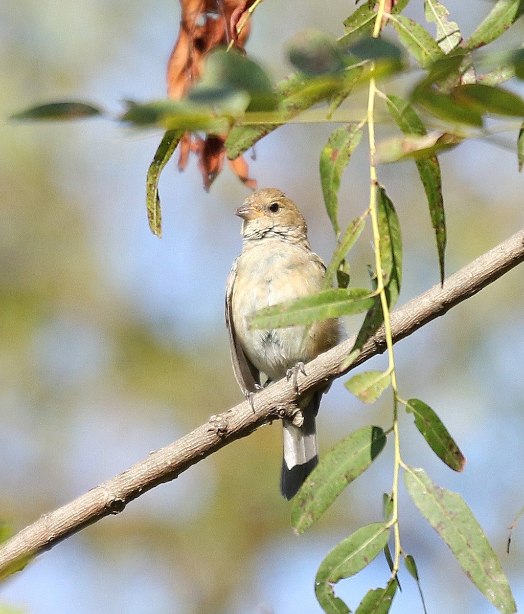 Passerin indigo - ML183126801