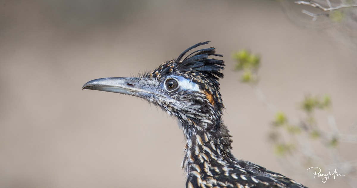 Greater Roadrunner - ML183127011