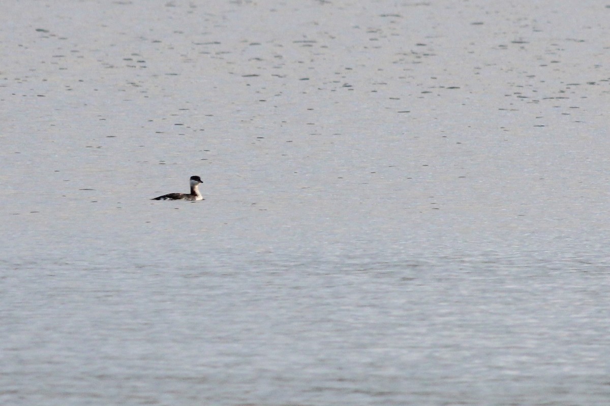 角鸊鷉 - ML183127051