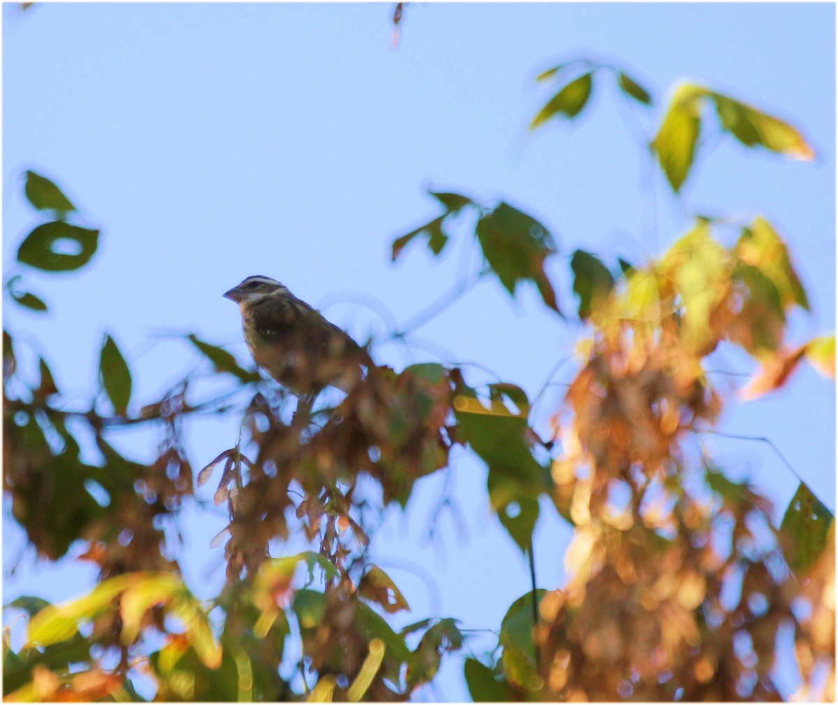 Rose-breasted Grosbeak - Denise Bittle