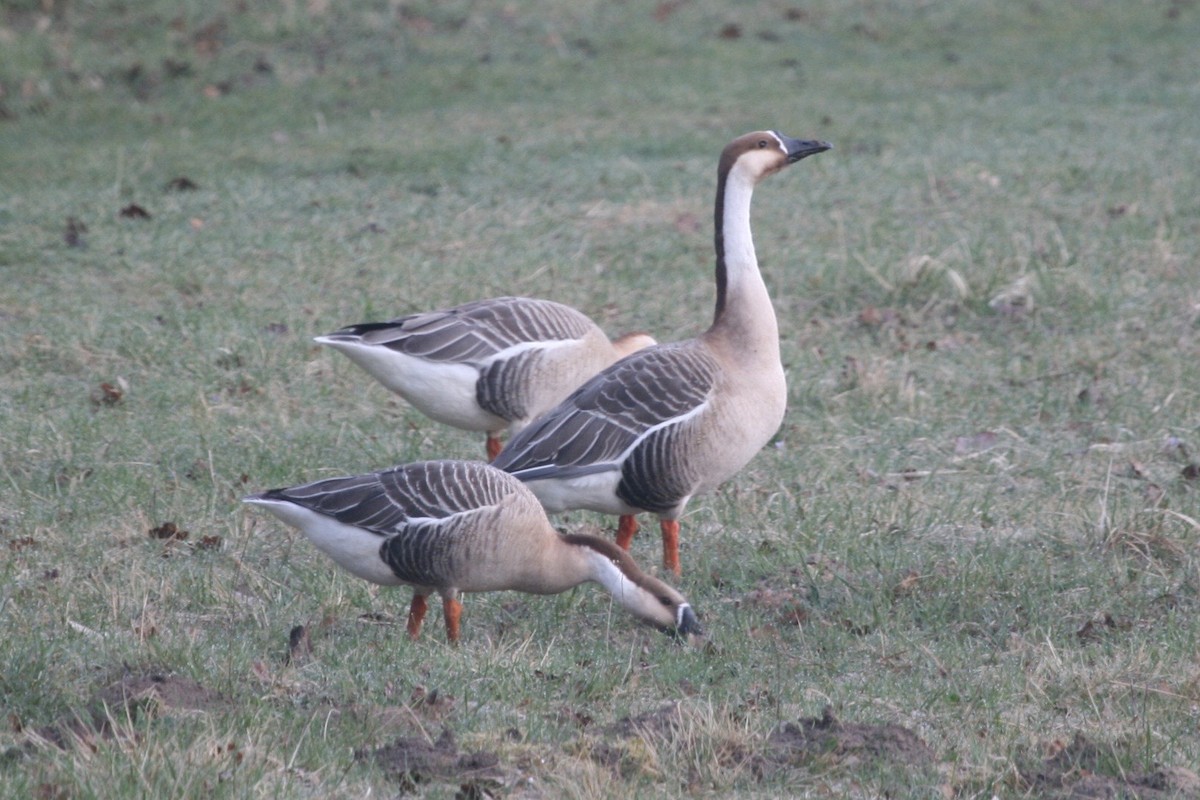 Schwanengans (domestiziert), Höckergans - ML183127601