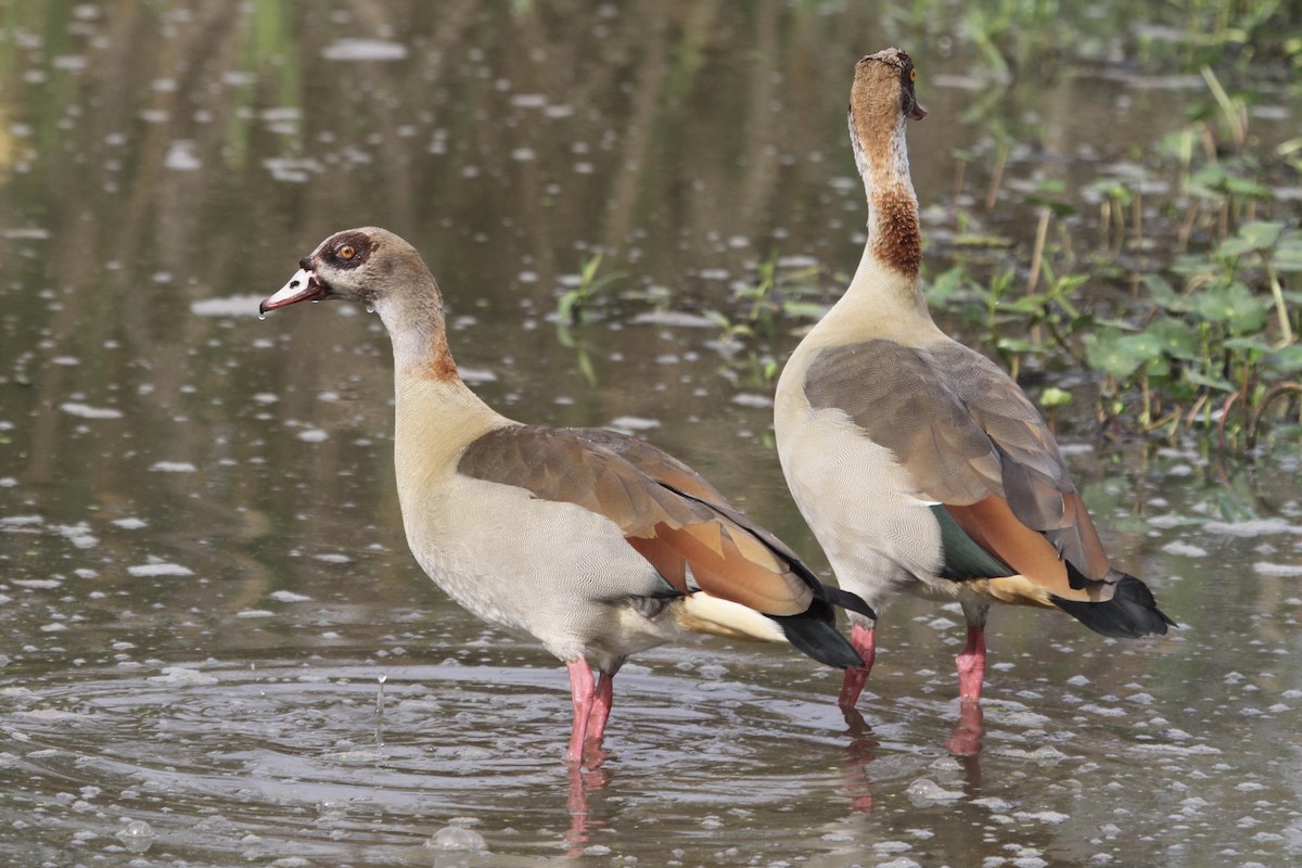 Egyptian Goose - ML183127651