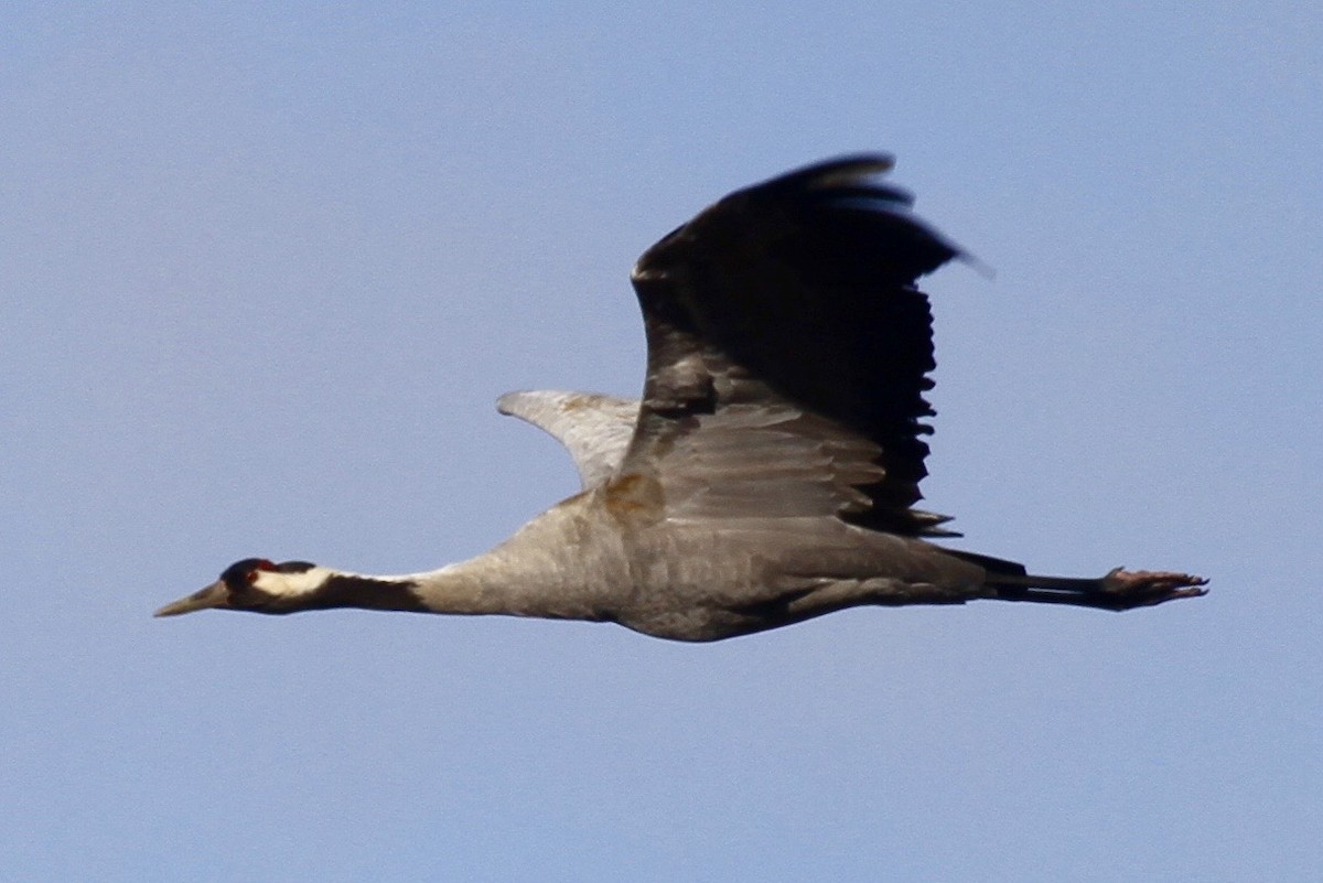 Common Crane - ML183127701