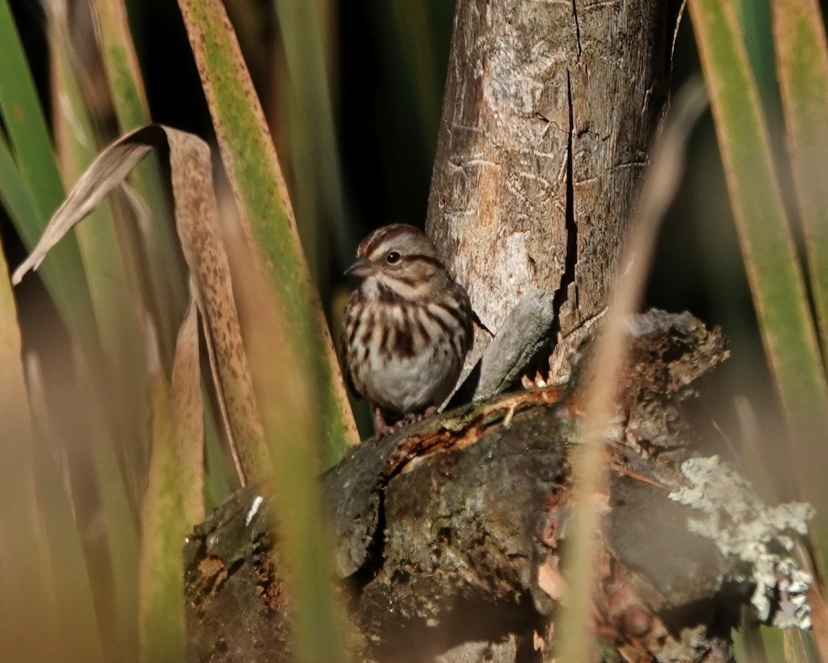 Song Sparrow - ML183127841