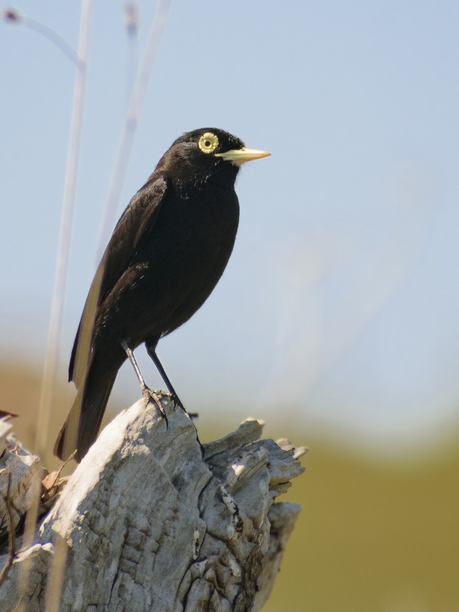 Spectacled Tyrant - Daniela Diaz