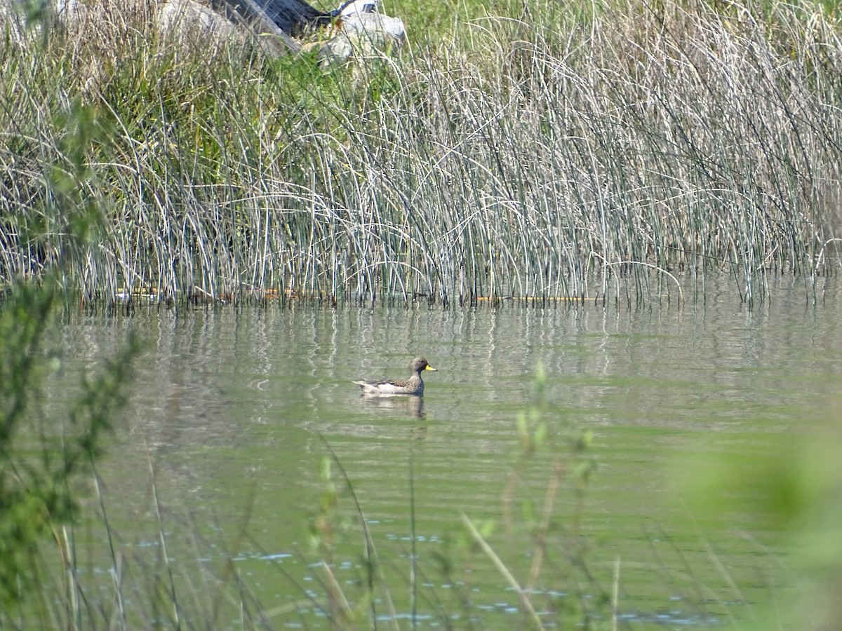 Yellow-billed Teal - Nicole Arcaya-Orrego