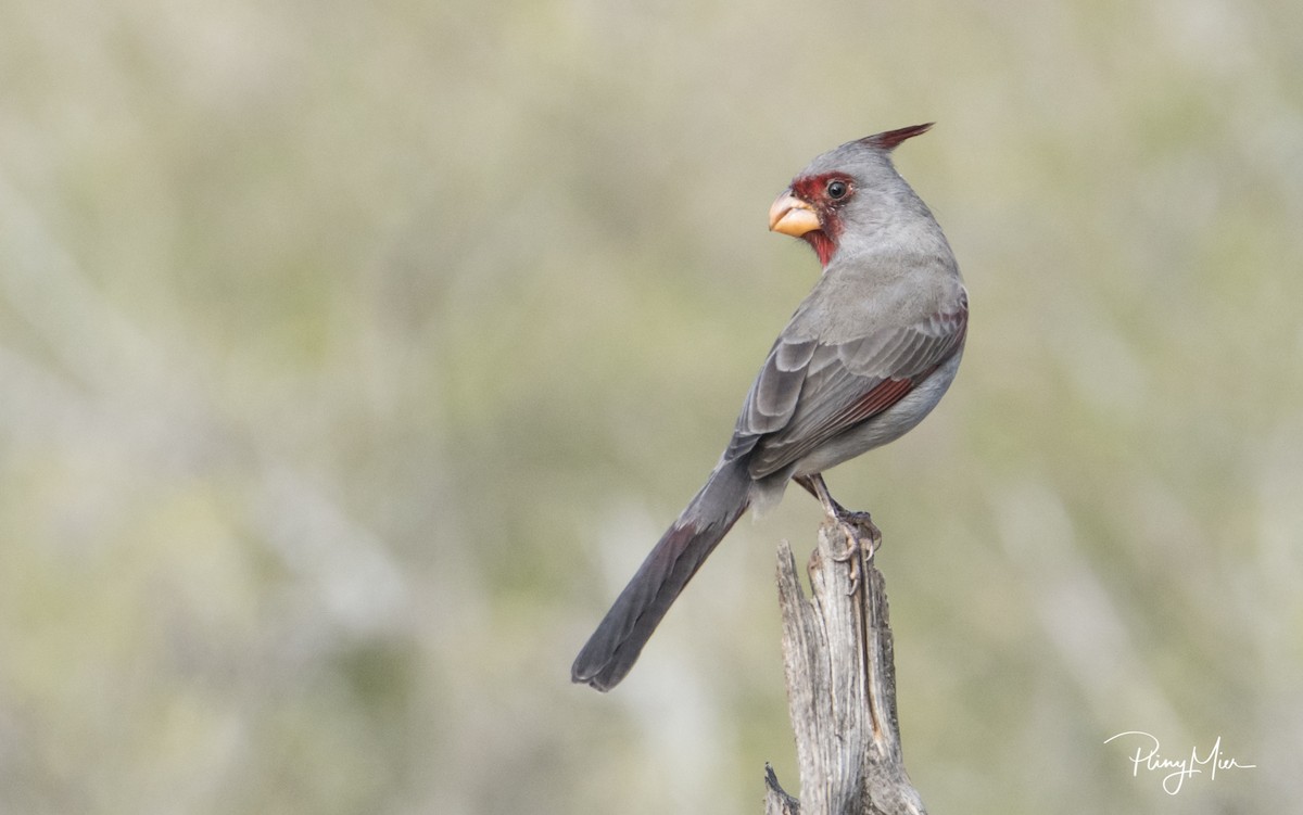 Pyrrhuloxia - ML183129691