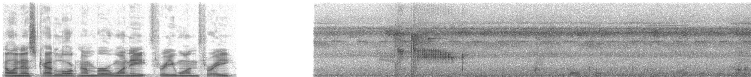 Golden-headed Manakin - ML18313