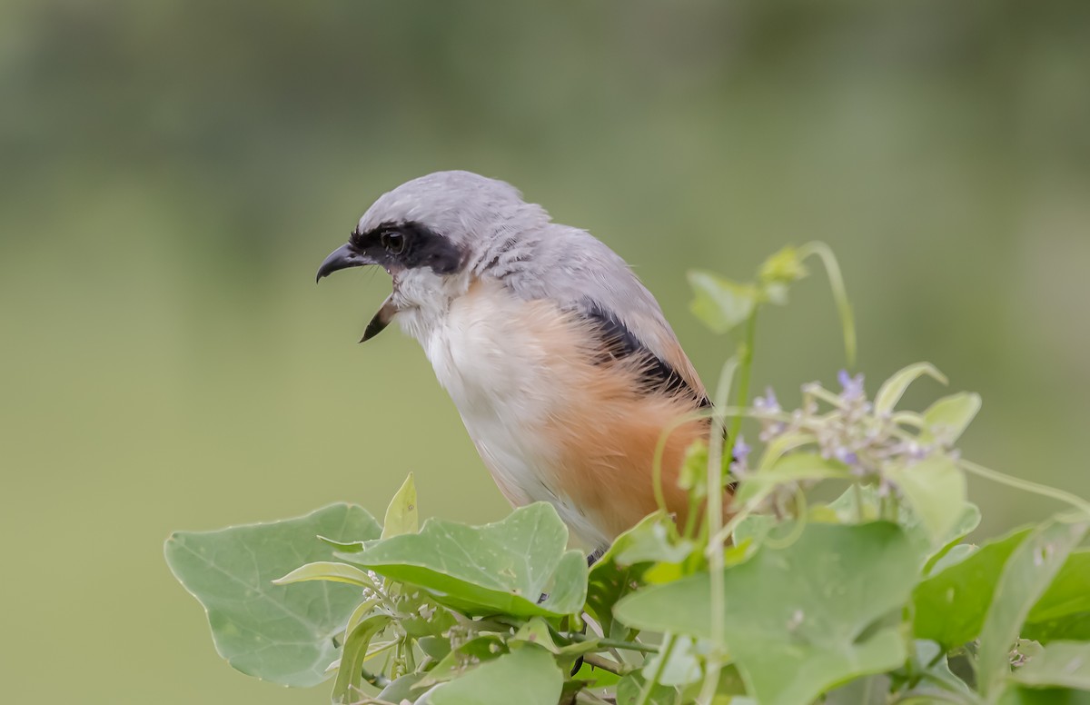 Long-tailed Shrike - ML183130161