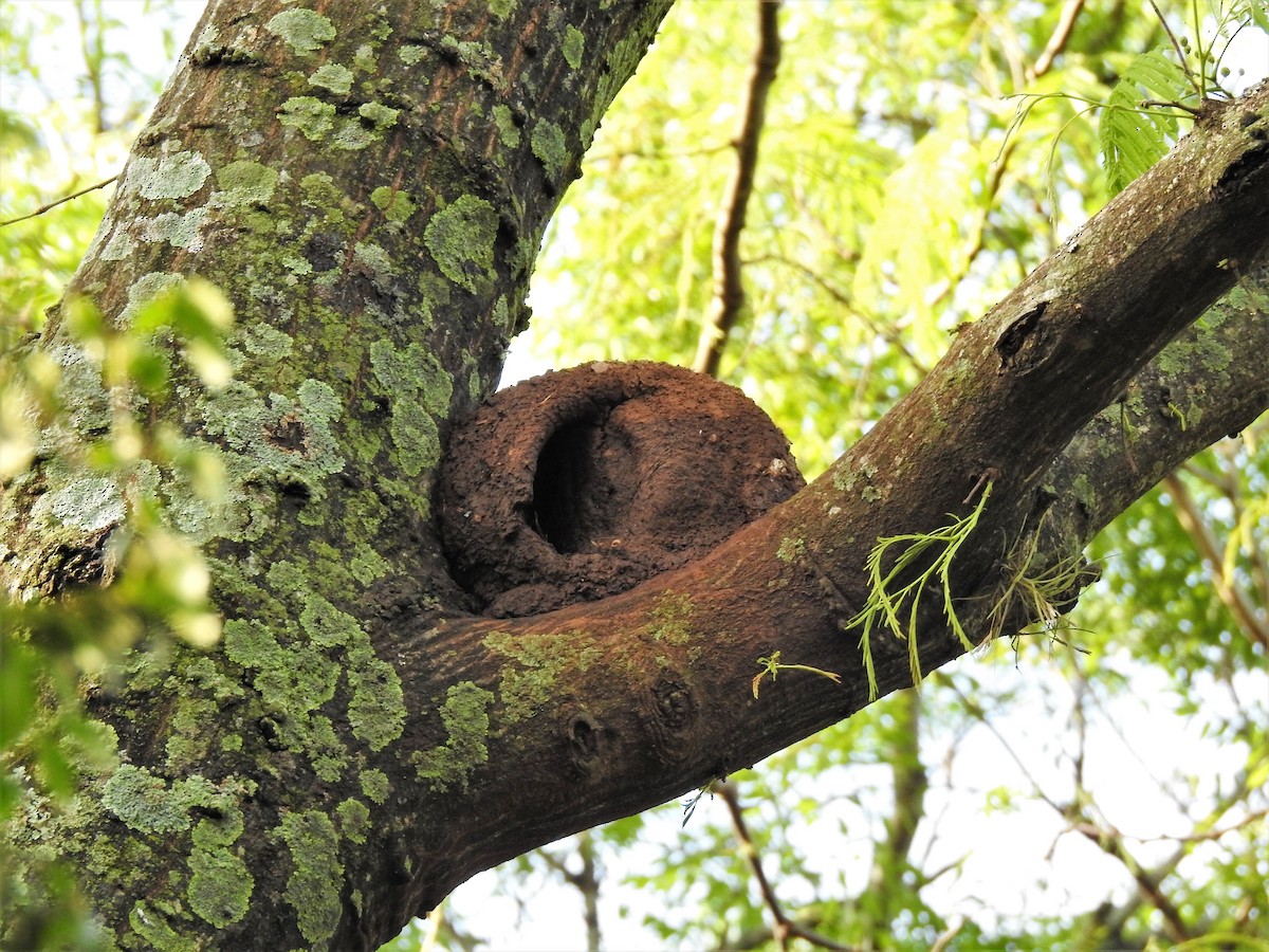 Rufous Hornero - ML183130201