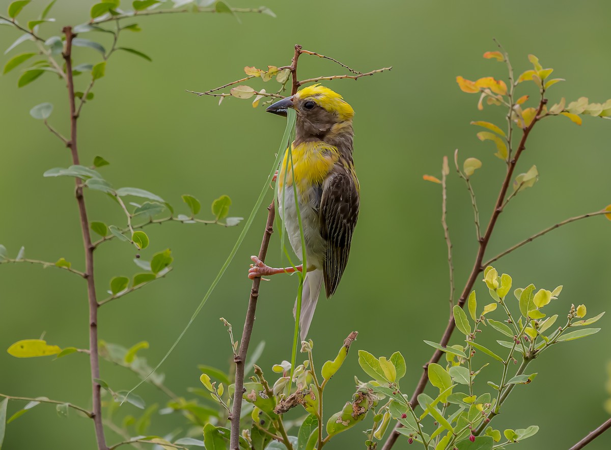 Baya Weaver - ML183130211