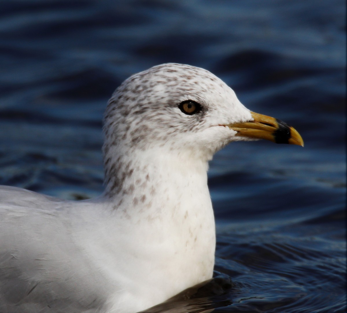 Ring-billed Gull - George Keller