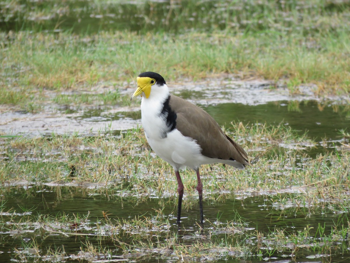 Masked Lapwing - ML183132061