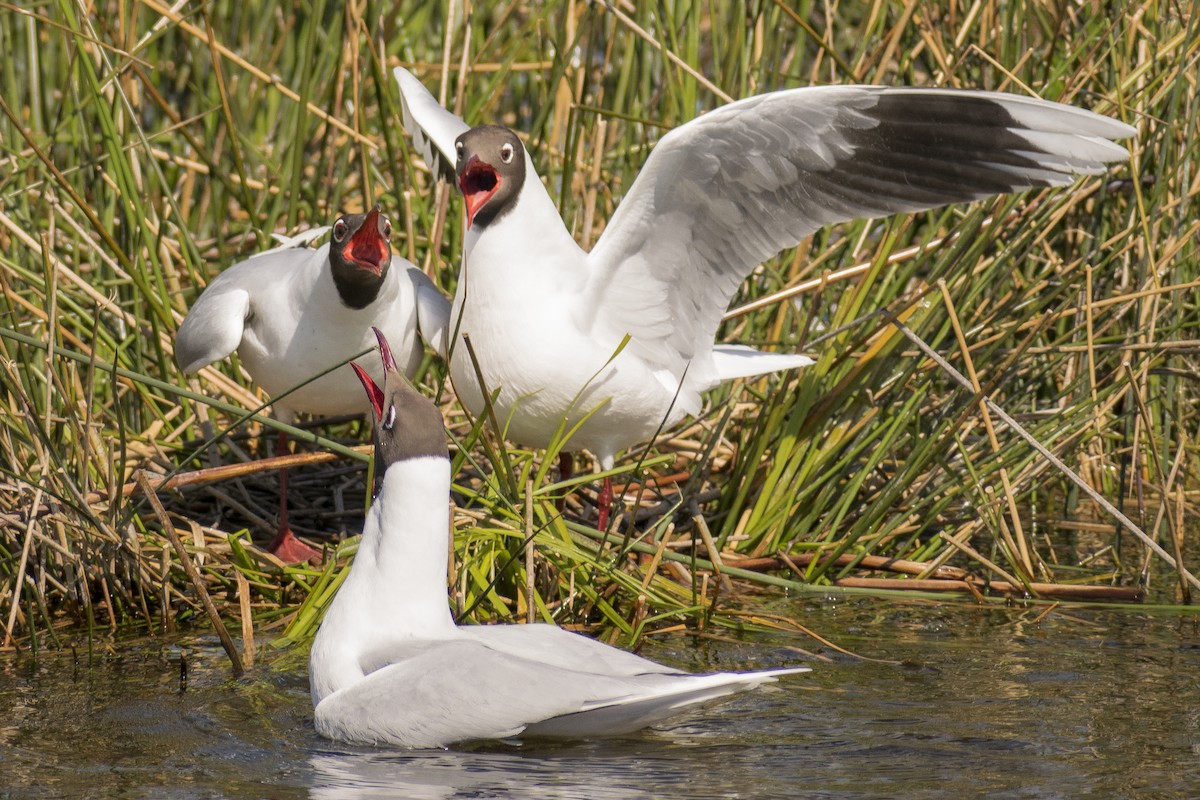 Mouette de Patagonie - ML183132881