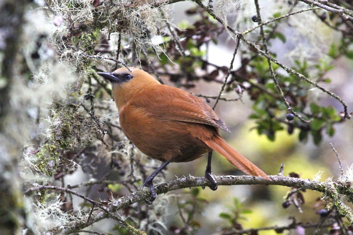 Rufous Wren - Juan martinez