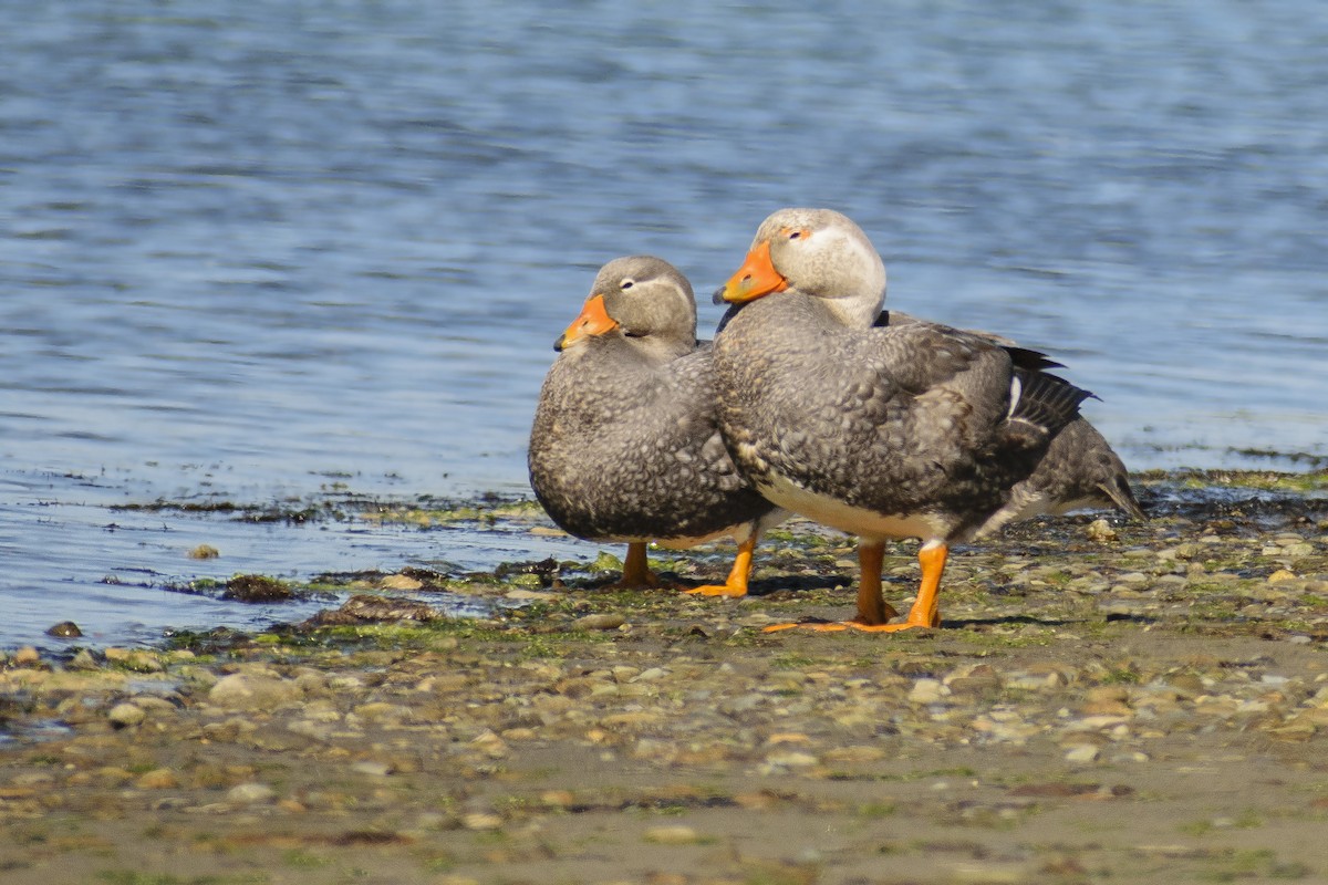 Flightless Steamer-Duck - ML183133611