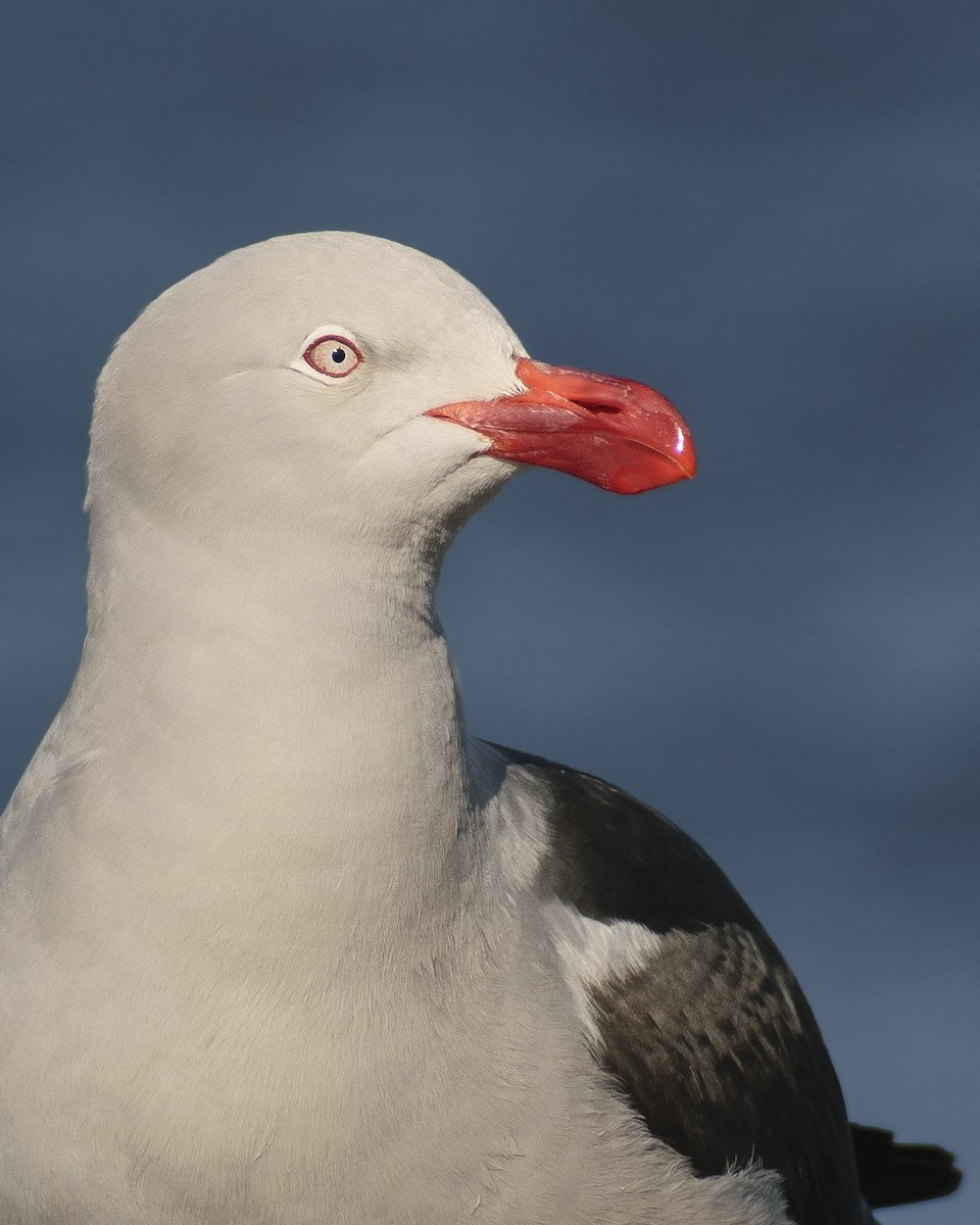 Dolphin Gull - ML183133781