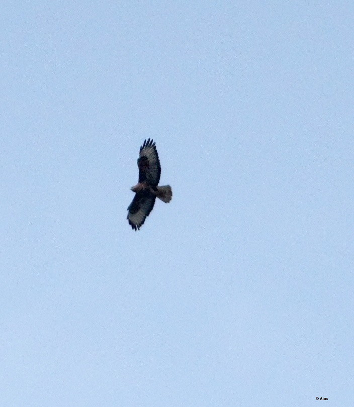 Common Buzzard - ML183134191