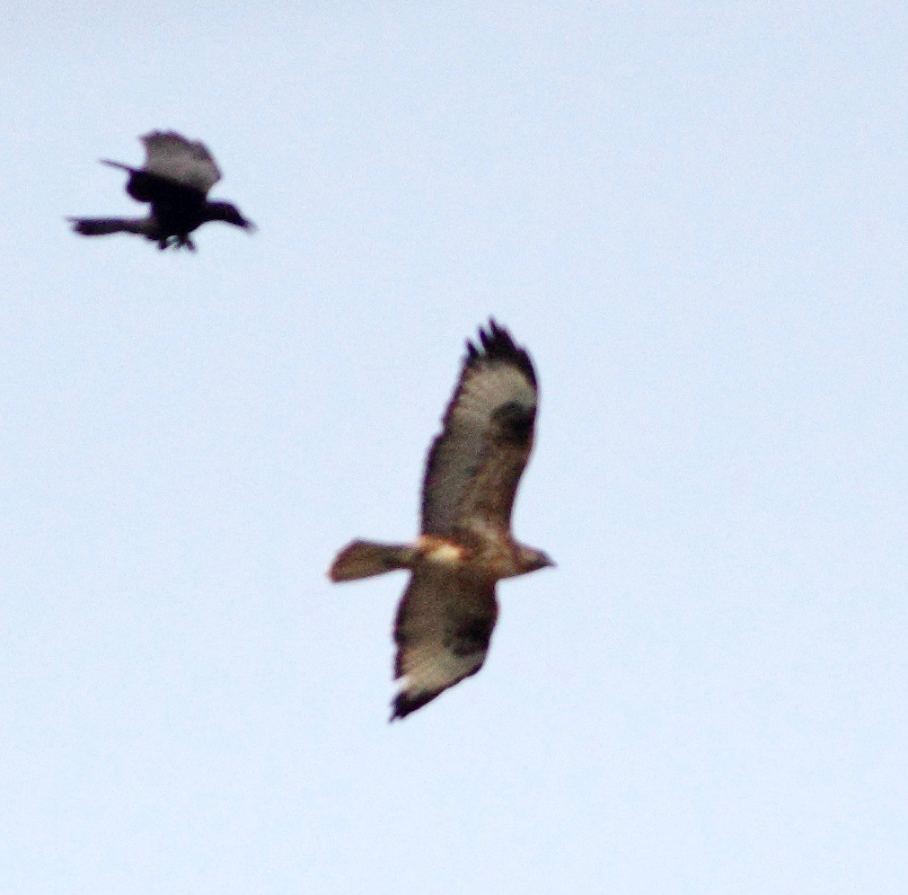 Buteo/eagle sp. - ML183134331