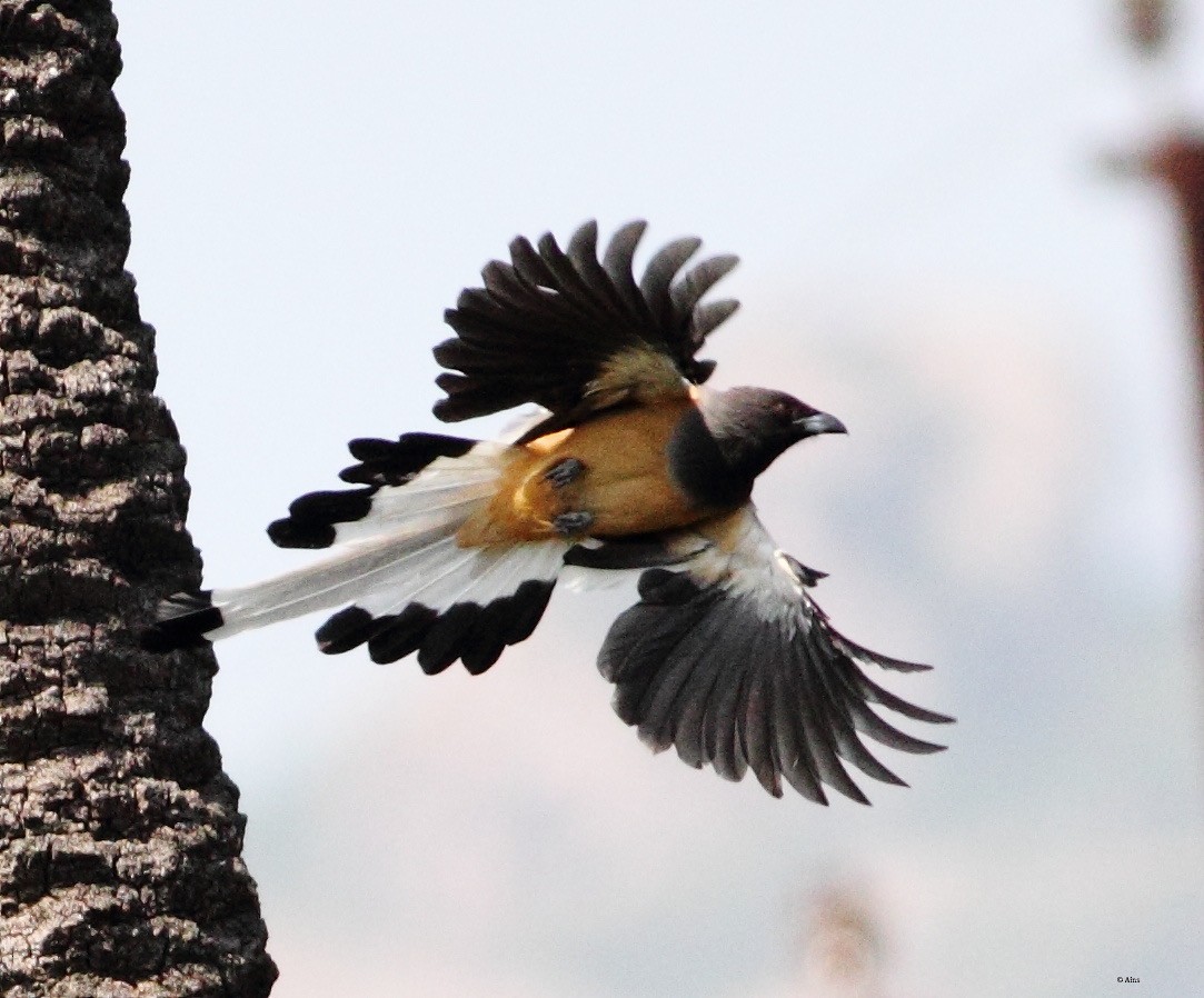 Rufous Treepie - ML183134521