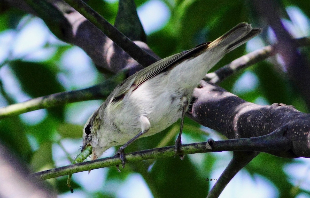 Hume's Warbler - ML183134561