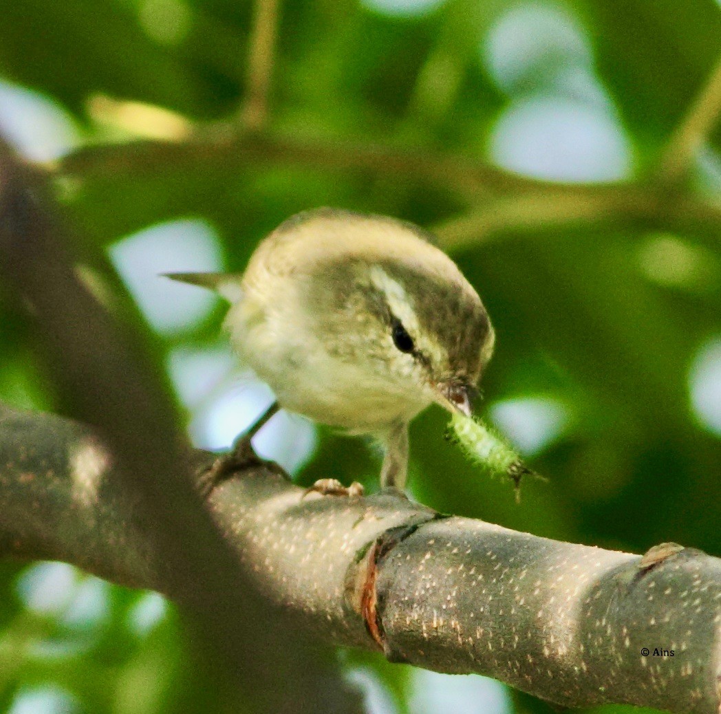 Hume's Warbler - ML183134581