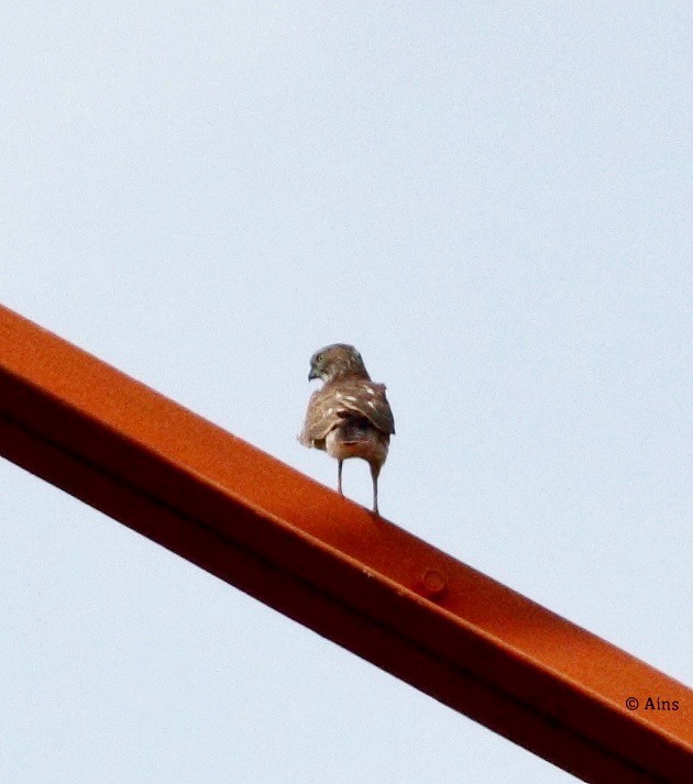 Accipiter sp. - ML183134891