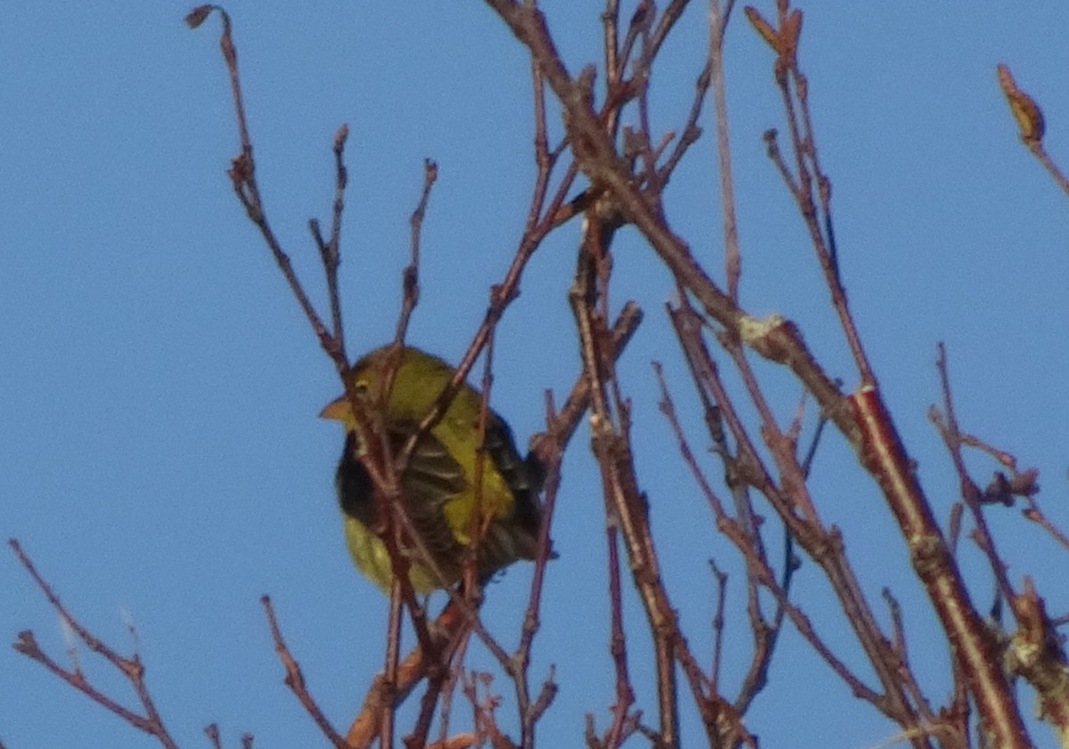 Scarlet Tanager - ML183135171