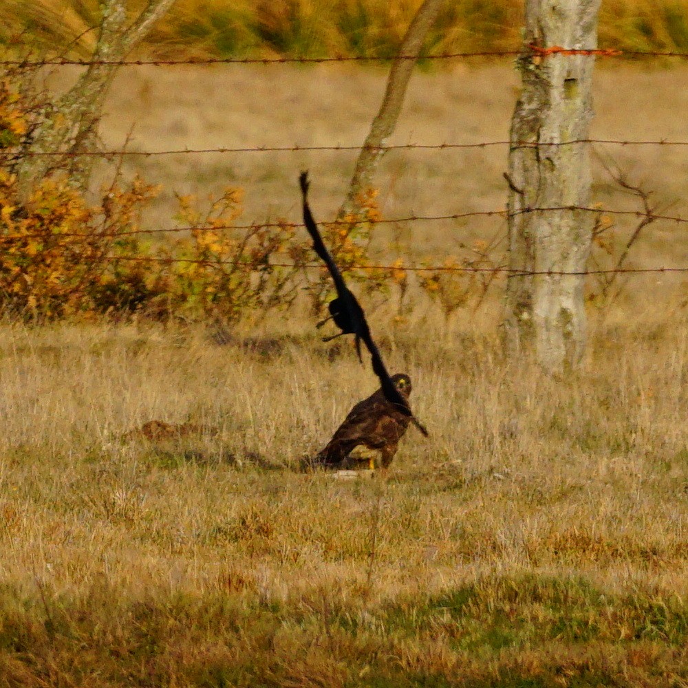 Common Buzzard - ML183136621