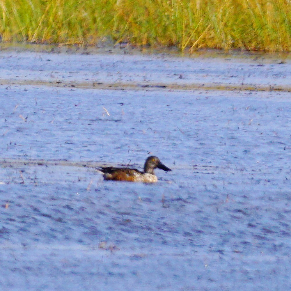 Northern Shoveler - ML183137161