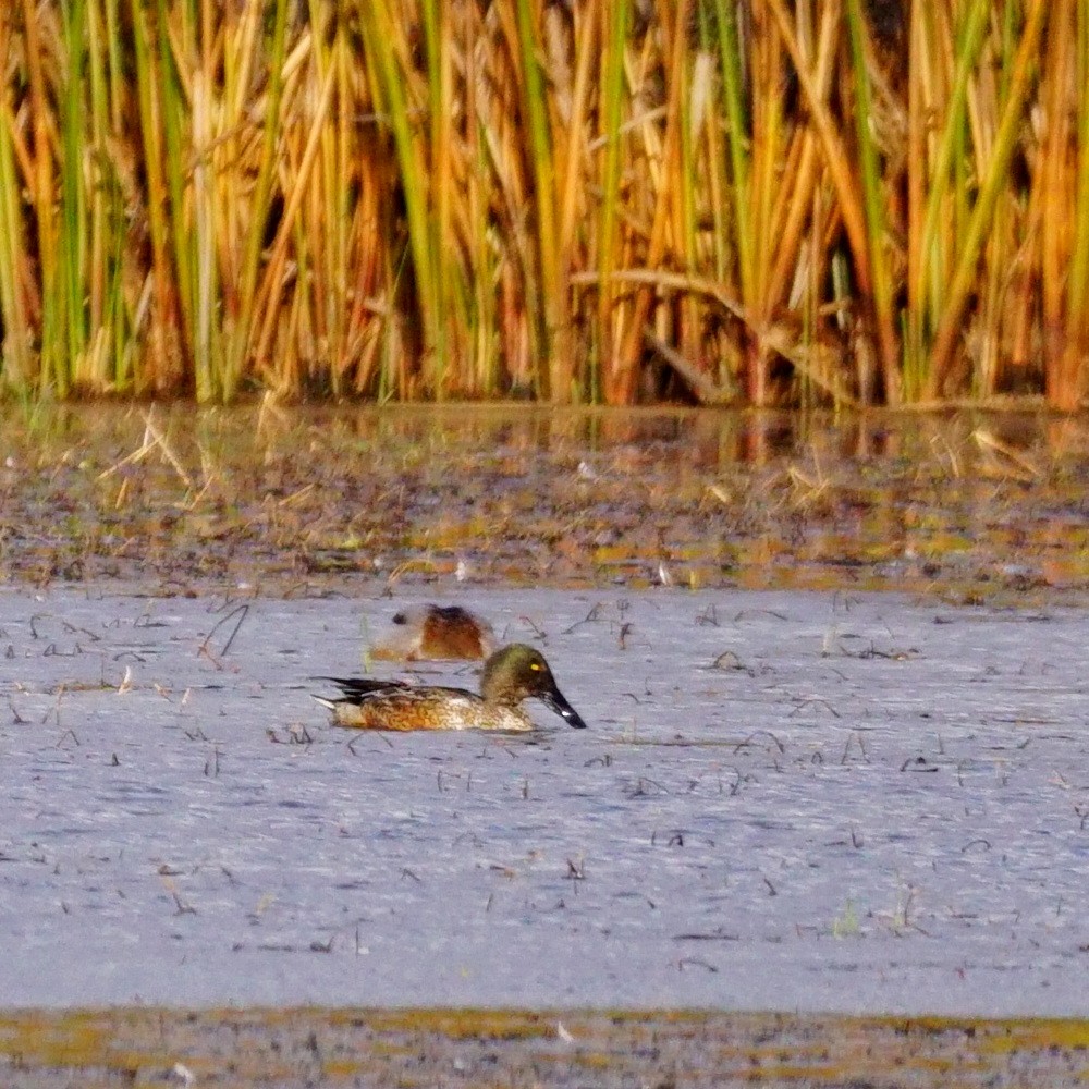 ハシビロガモ - ML183137171