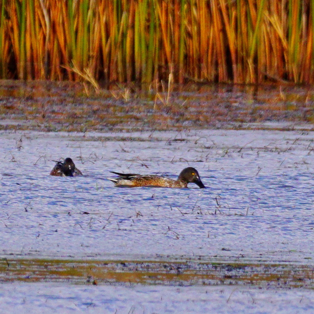 Northern Shoveler - ML183137191