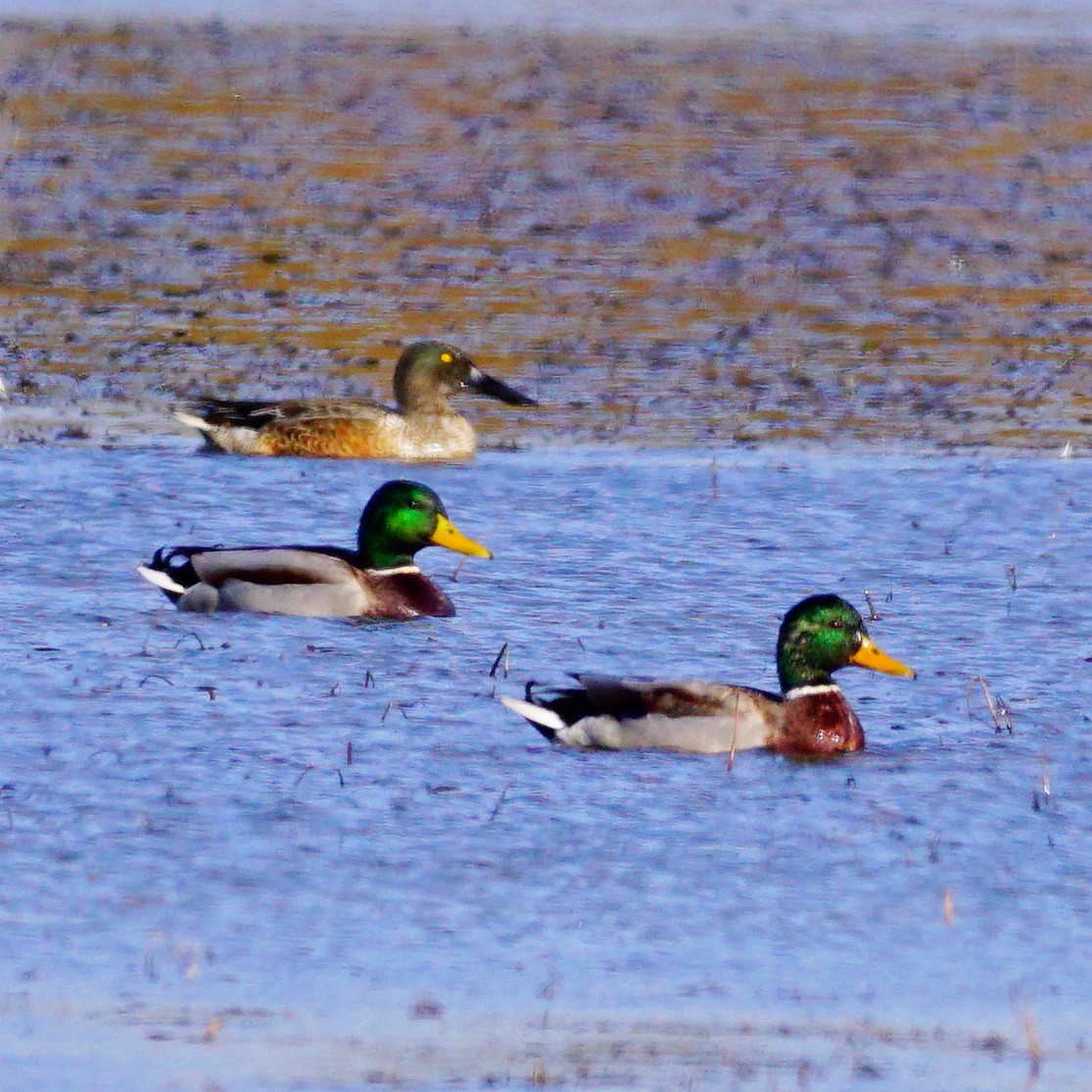 Northern Shoveler - ML183137201