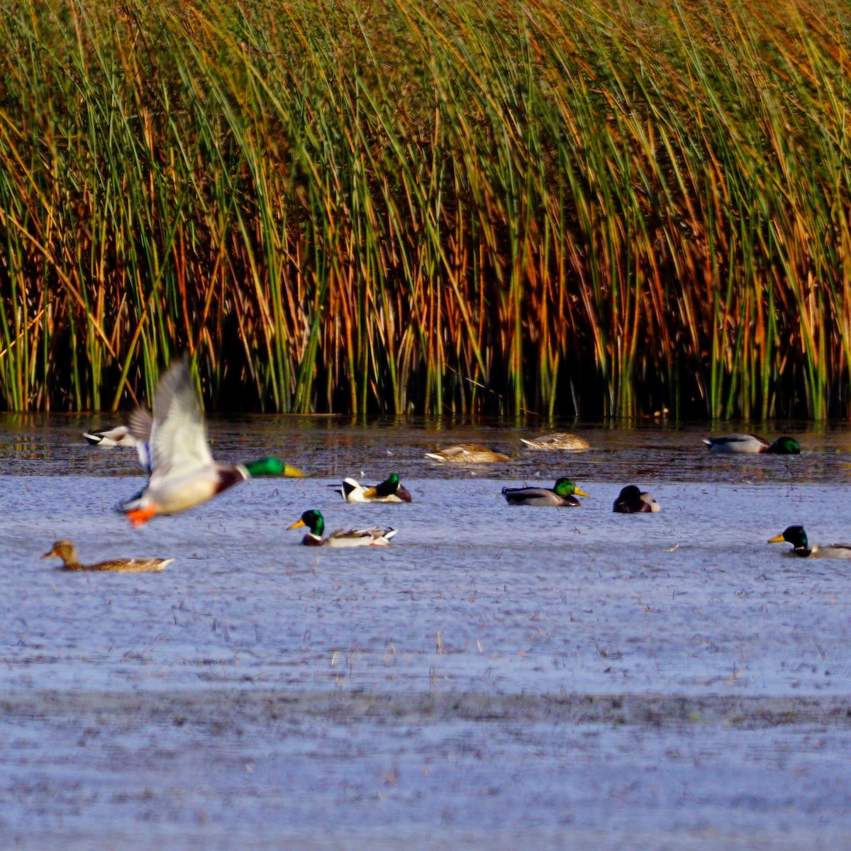 Canard colvert - ML183137301