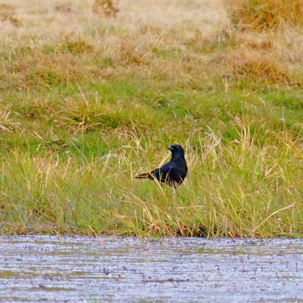 Common Raven - ML183137411