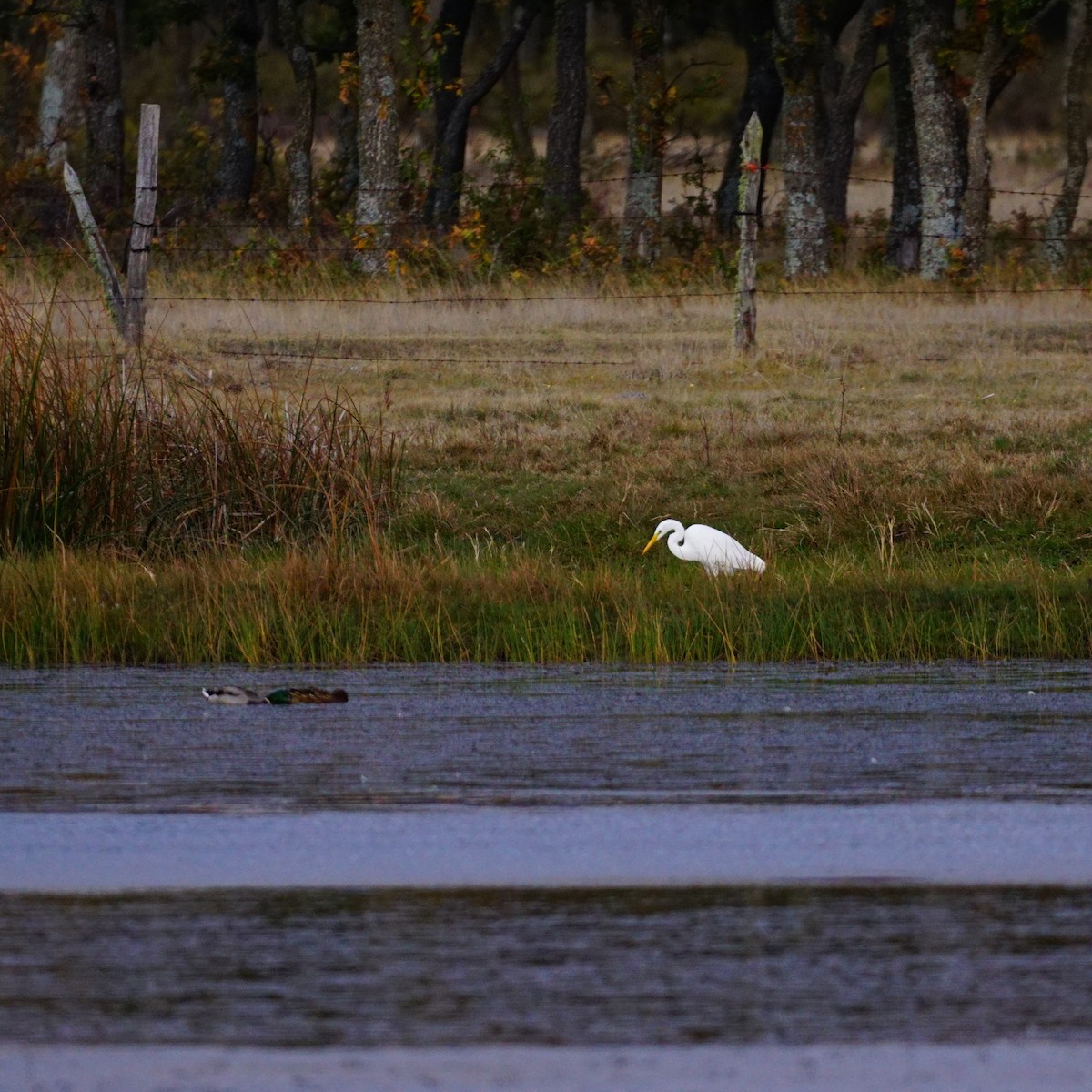 Great Egret - ML183137531