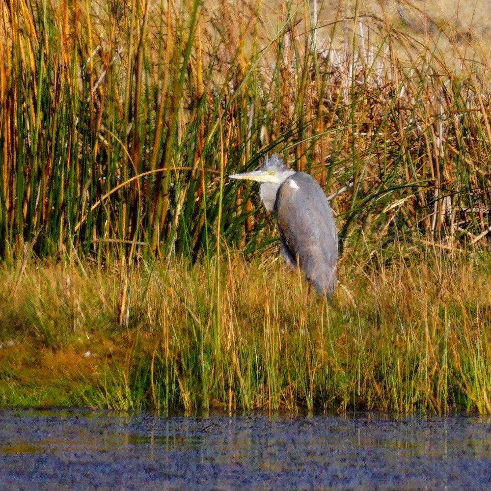 Gray Heron - ML183137551