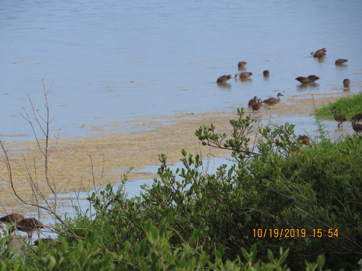West Indian Whistling-Duck - ML183137621