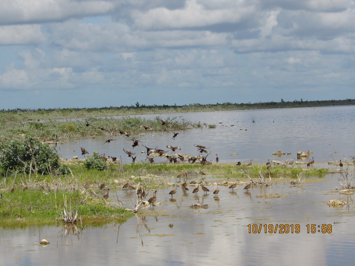 West Indian Whistling-Duck - ML183137721