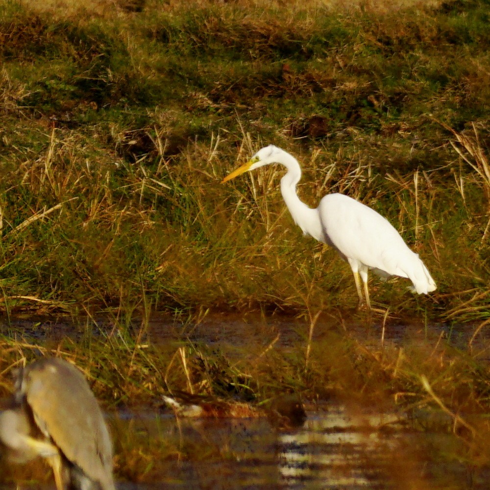 Great Egret - ML183137741