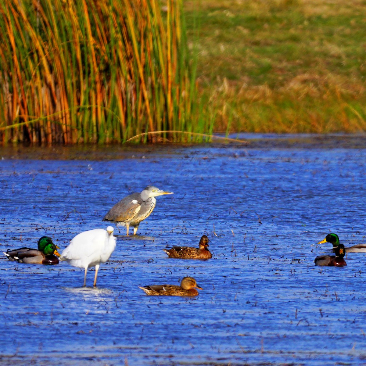 Gray Heron - ML183137881