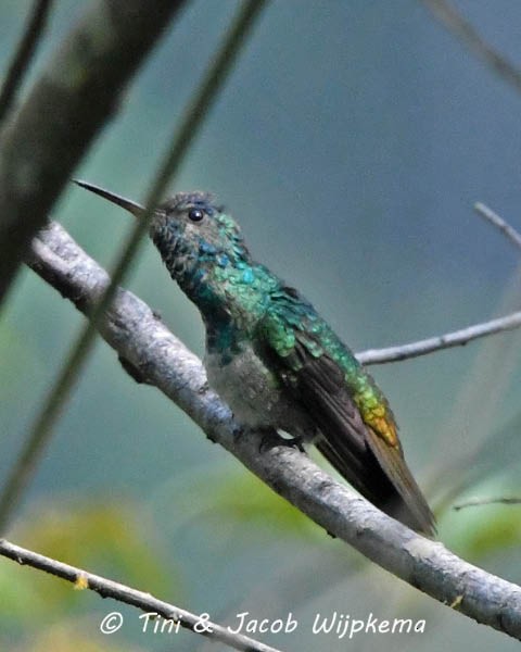 Golden-tailed Sapphire - Tini & Jacob Wijpkema