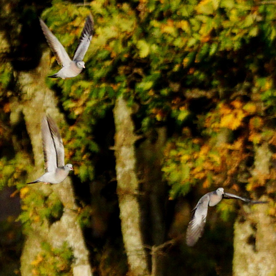 Pigeon colombin - ML183138971