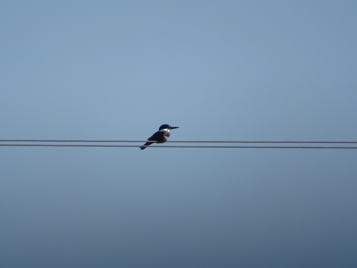 Ringed Kingfisher - ML183139081