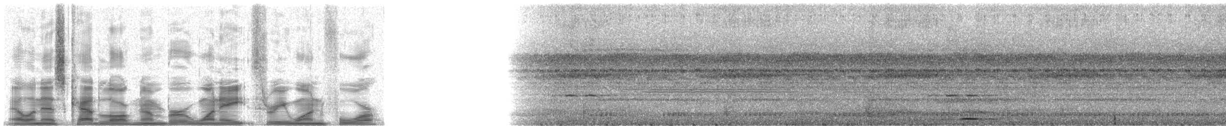 Tropical Screech-Owl - ML18314