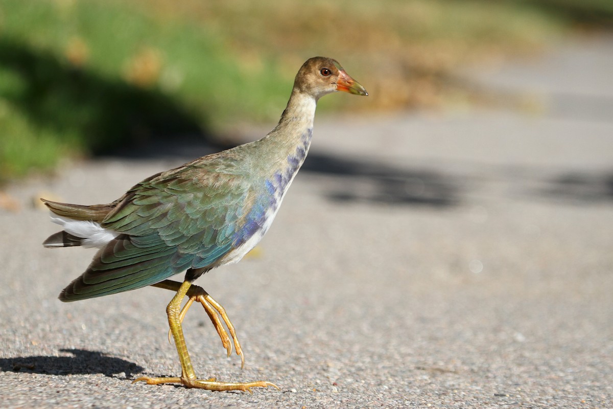 Purple Gallinule - ML183140531