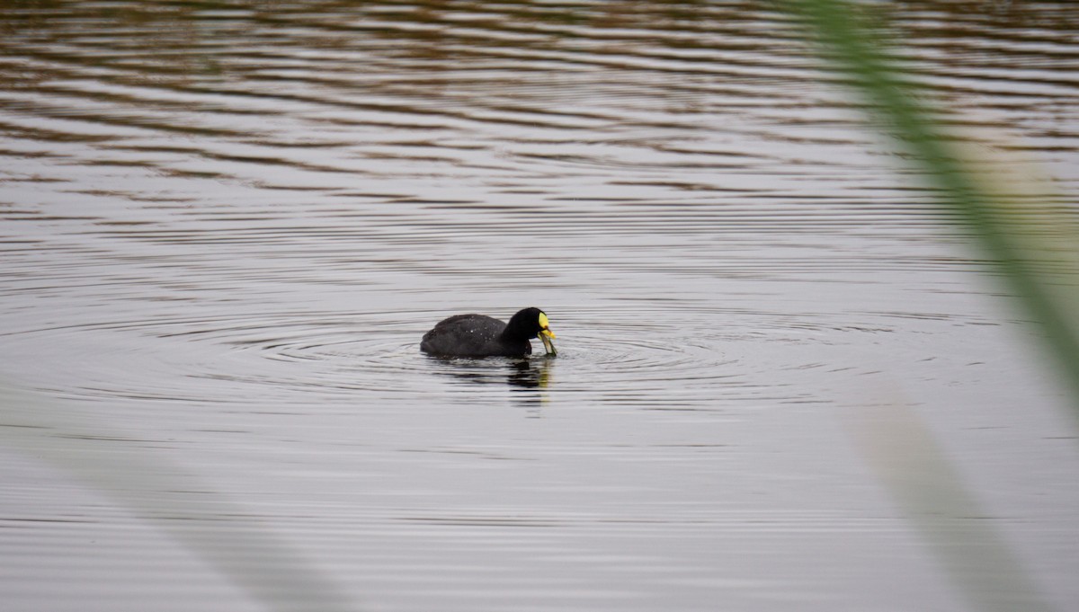 Red-gartered Coot - ML183142491